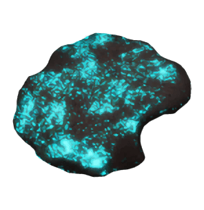 Graft of Glowing Skin