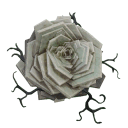 Белая роза