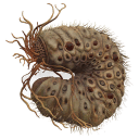 Larva